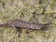 Ichthyosaura alpestris, le Triton alpestre, femelle