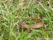 Lissotriton vulgaris, triton ponctué (=vulgaire), femelle