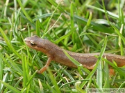 Lissotriton vulgaris, triton ponctué (=vulgaire), femelle