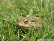 Bufo bufo, crapaud commun