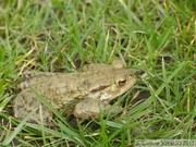 Bufo bufo, crapaud commun