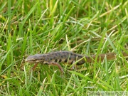 Lissotriton vulgaris, triton ponctué (=vulgaire), mâle