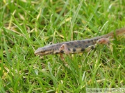 Lissotriton vulgaris, triton ponctué (=vulgaire), mâle