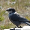 Perisoreus canadensis, Gray Jay, Whiski Jack, Geai gris, Kluane Park, Yukon