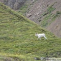 Ovis dalli, Dall sheeps, Mouflon de Dall, Igloo mountain hike, Denali Park, Alaska