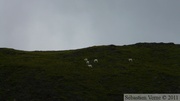 Ovis dalli, Dall sheeps, Mouflon de Dall, Denali Park, Alaska