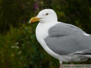 Larus smithsonianus, American Herring Gull, Goéland hudsonien, Denali Highway, Alaska