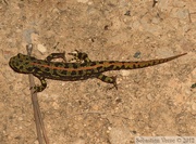 Triturus marmoratus, le Triton marbré, femelle