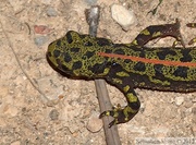 Triturus marmoratus, le Triton marbré, femelle