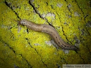 Limax maximus, la Limace léopard