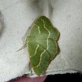 Hylaea fasciaria 3.jpg