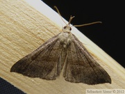 Hypena proboscidalis, Noctuelle à museau