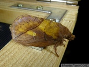 Euthrix potatoria, la Buveuse