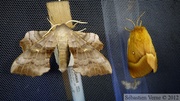Laothoe populi, le Sphinx du peuplier et Lasiocampa quercus, Bombyx du chêne, femelle