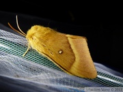 Lasiocampa quercus, Bombyx du chêne, femelle