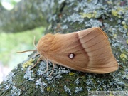 Lasiocampa quercus, Bombyx du chêne, femelle