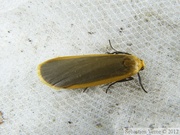 10487 Eilema depressa