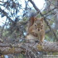 Tamiasciurus hudsonicus, Red squirrel, Écureuil roux, Red Ridge area, Yukon
