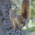 Tamiasciurus hudsonicus, Red squirrel, Écureuil roux, Red Ridge area, Yukon