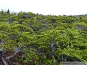 Juniperus communis, Common Juniper, Genévrier commun, Summit Creek, White Pass area, Colombie Britannique, Canada