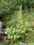 Veratrum viride, Green False Hellebore, Vérâtre vert, Summit Creek, White Pass area, Colombie Britannique, Canada
