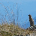 Spermophilus parryii, Arctic ground squirrel, Ecureuil terrestre arctique, Golden Horn, Whitehorse, Yukon, Canada