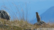 Spermophilus parryii, Arctic ground squirrel, Ecureuil terrestre arctique, Golden Horn, Whitehorse, Yukon, Canada