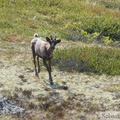 Rangifer tarandus, Caribou, Golden Horn, Whitehorse, Yukon, Canada
