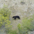 Ursus americanus, Ours noir, Black Bear, Teslin River, Yukon, Canada