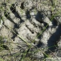 Traces d'ours noir, Black bear tracks, Ursus americanus, Teslin River, Yukon, Canada