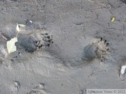 Erethizon dorsatum, Porcupine tracks, traces de Porc-épic américain, Teslin River, Yukon, Canada
