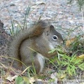 Tamiasciurus hudsonicus, Red squirrel, Écureuil roux, Tok, Alaska