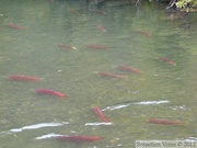 Oncorhynchus nerka, Sockeye salmon, saumon rouge, Klukshu river, Klukshu, Yukon, Canada