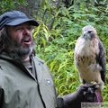 Buteo jamaicensis, Buse à queue rousse, Red-tailed Hawk, Kroschel Wildlife Center, Haines, alaska