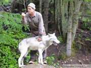 Canis lupus, wolf, loup, Kroschel Wildlife Center, Haines, alaska