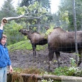 Alces alces, moose, élans femelles, Kroschel Wildlife Center, Haines, alaska