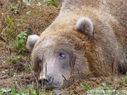 Ursus arctos horribilis, grizzli, Kroschel Wildlife Center, Haines, alaska