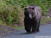 Ursus arctos horribilis, grizzli, Chilkoot River, Haines, Alaska