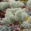 Lichens, AB mountain, Skagway, Alaska