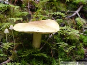 Champignons, AB mountain, Skagway, Alaska