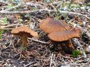 Champignons, AB mountain, Skagway, Alaska