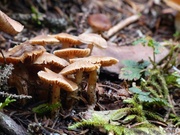 Champignons, AB mountain, Skagway, Alaska