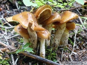 Champignons, AB mountain, Skagway, Alaska