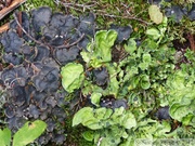 Lichens (Peltigera ?), AB mountain, Skagway, Alaska