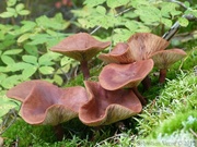 Champignons, AB mountain, Skagway, Alaska