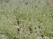 Lichens, AB mountain, Skagway, Alaska