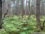 L'enfer : parterre de Devil's club (Bois piquant, Oplopanax horridus) au Mount Riley, Haines area, Alaska