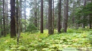 L'enfer : parterre de Devil's club (Bois piquant, Oplopanax horridus) au Mount Riley, Haines area, Alaska