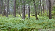 L'enfer : parterre de Devil's club (Bois piquant, Oplopanax horridus) au Mount Riley, Haines area, Alaska