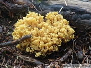 Champignon, Mount Riley, Haines area, Alaska